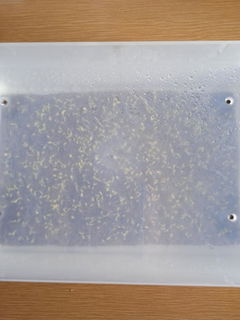 Review picture