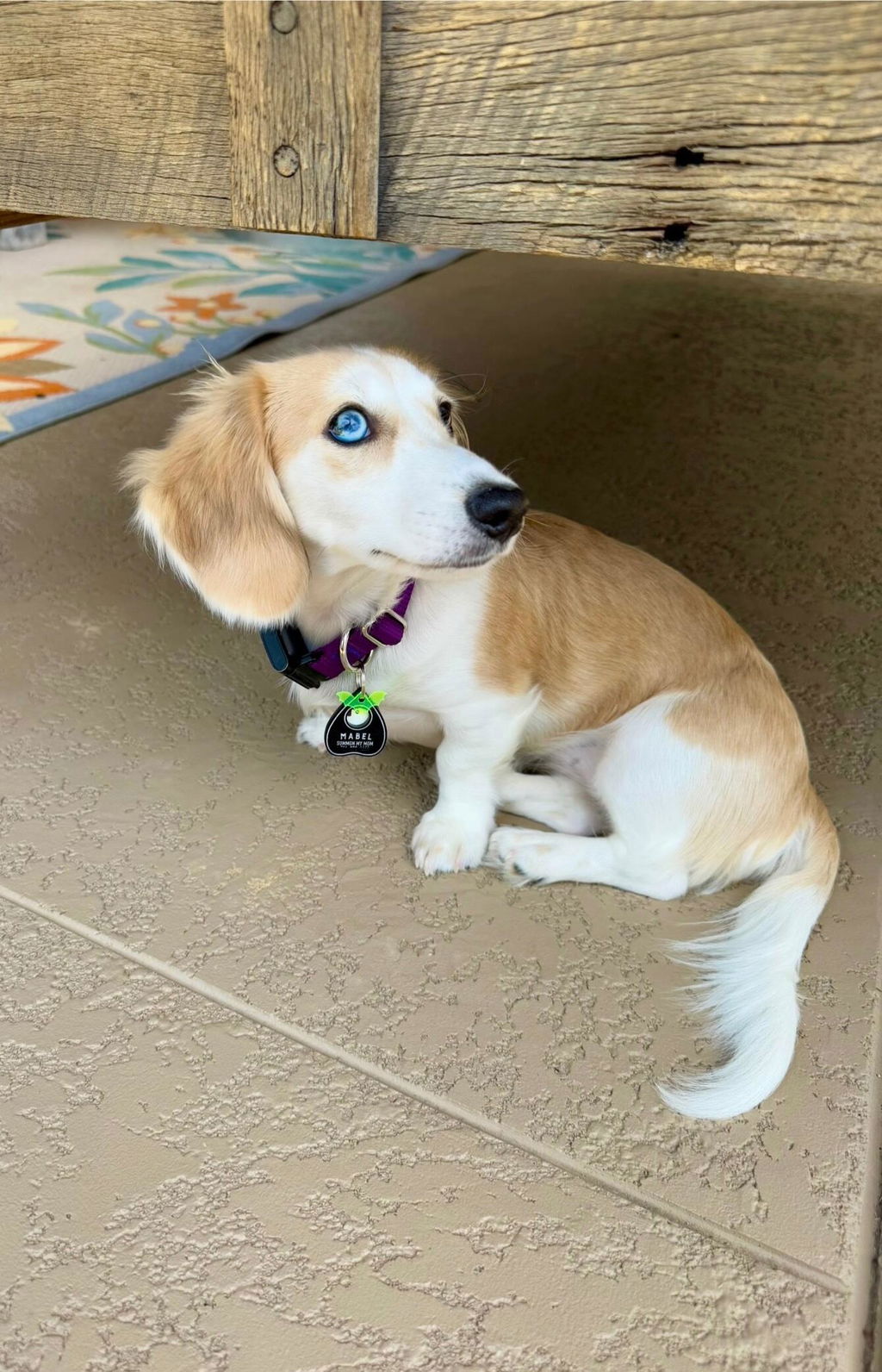 Small Dog Activewear Fi Collar - Purple