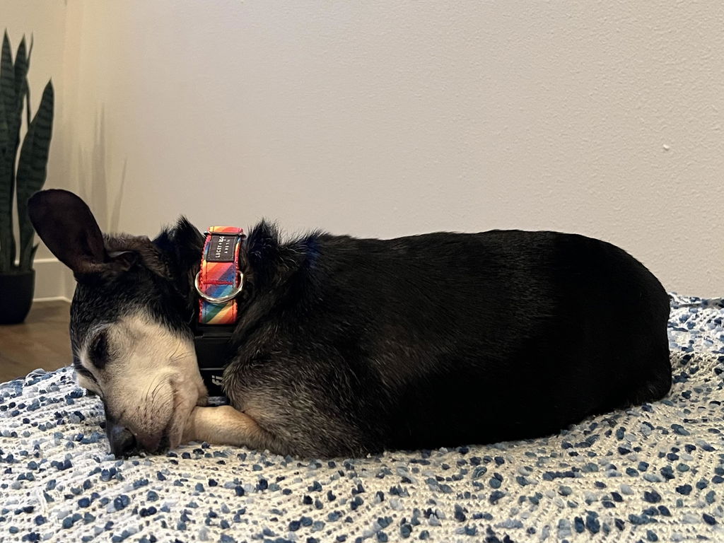 LUCKY + DOG AUSTIN
