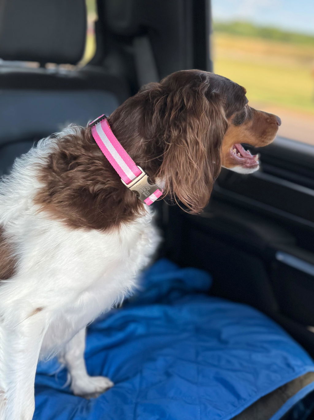 Fi Collar Band - Bubble Gum