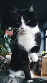User picture