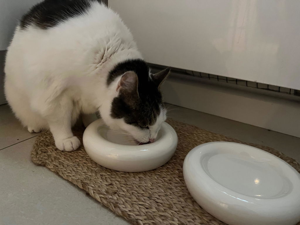DROP Katzennapf