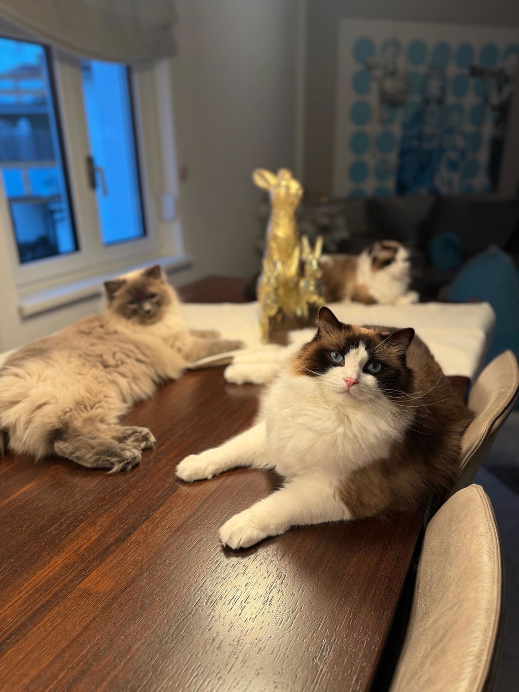 PURE Katzensnacks 6er Bundle