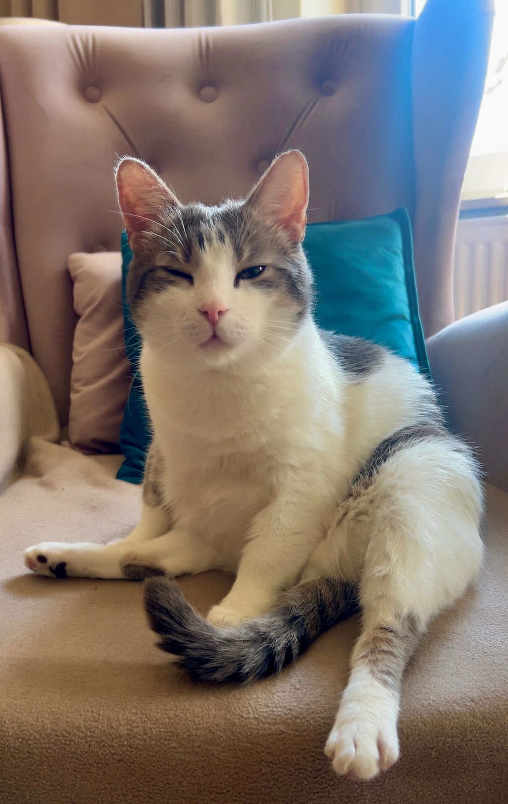 TOFU Katzenstreu