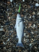 Astro Inline Lure