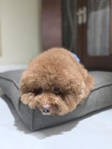 MiaCara Mondo Dog Cushion - Chocolate
