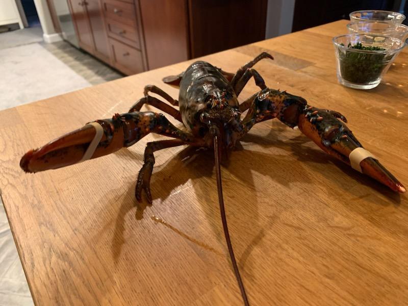 1.25 lb Live Maine Lobster