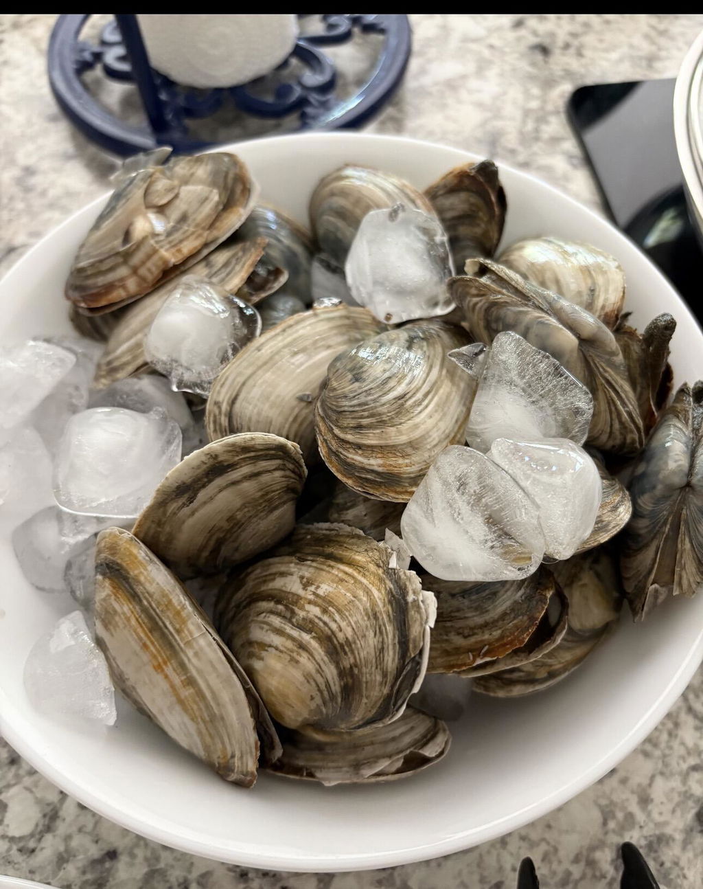 Gulf of Maine Steamer Clams - 1 lb.