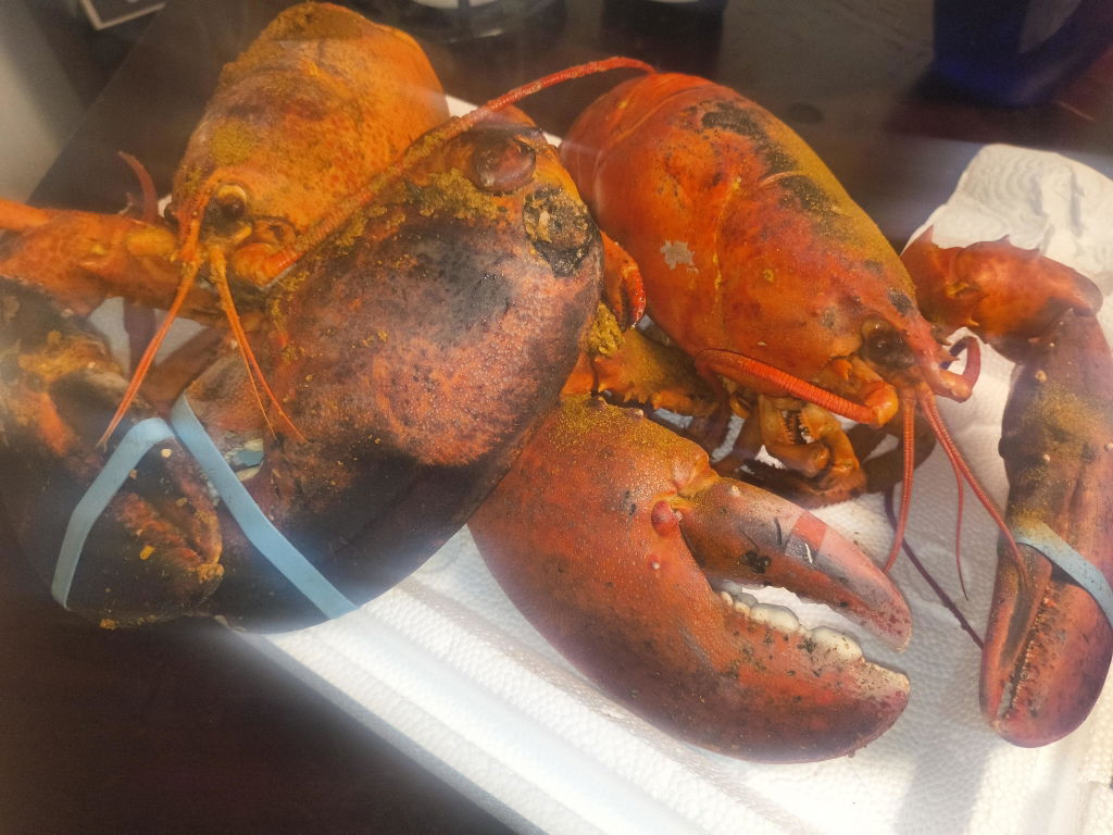 3 lb Live Maine Lobster