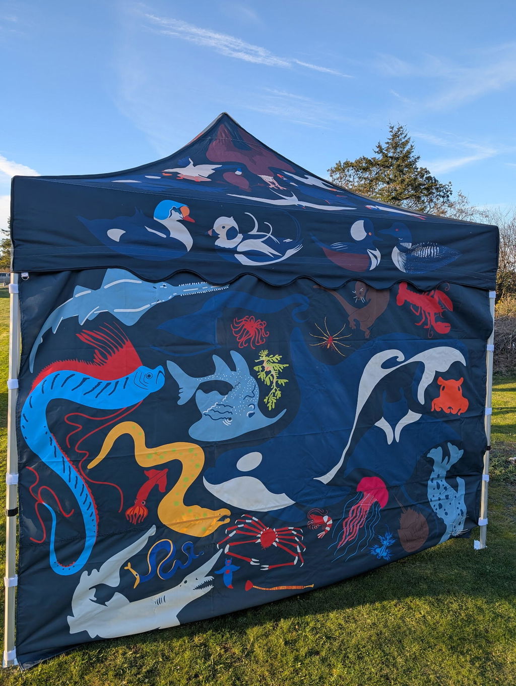 10x10 Tent with Scalloped Valances and Curtains