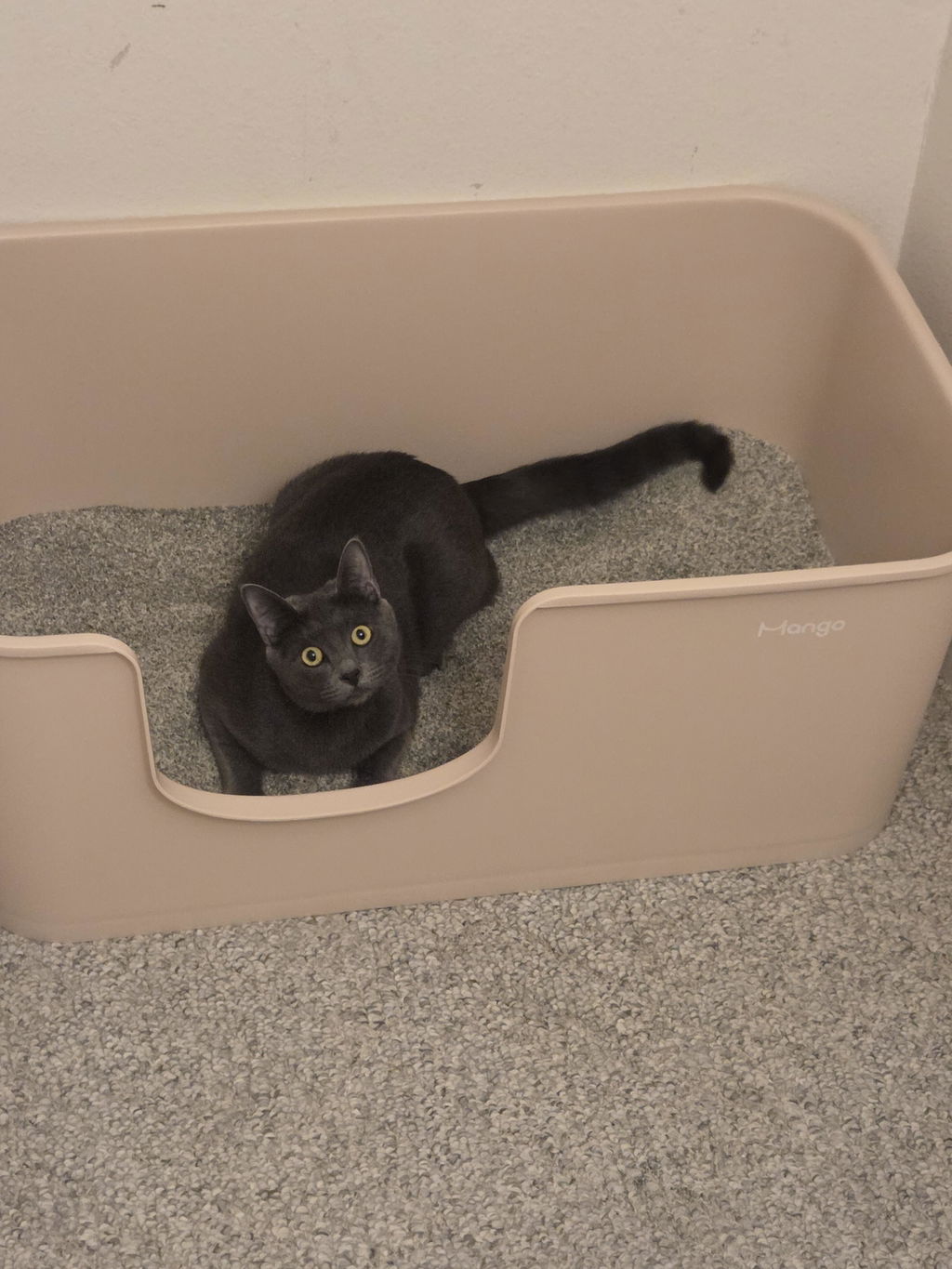 [Pre-Order] Butter Litter Box XXL (Double Extra Large)