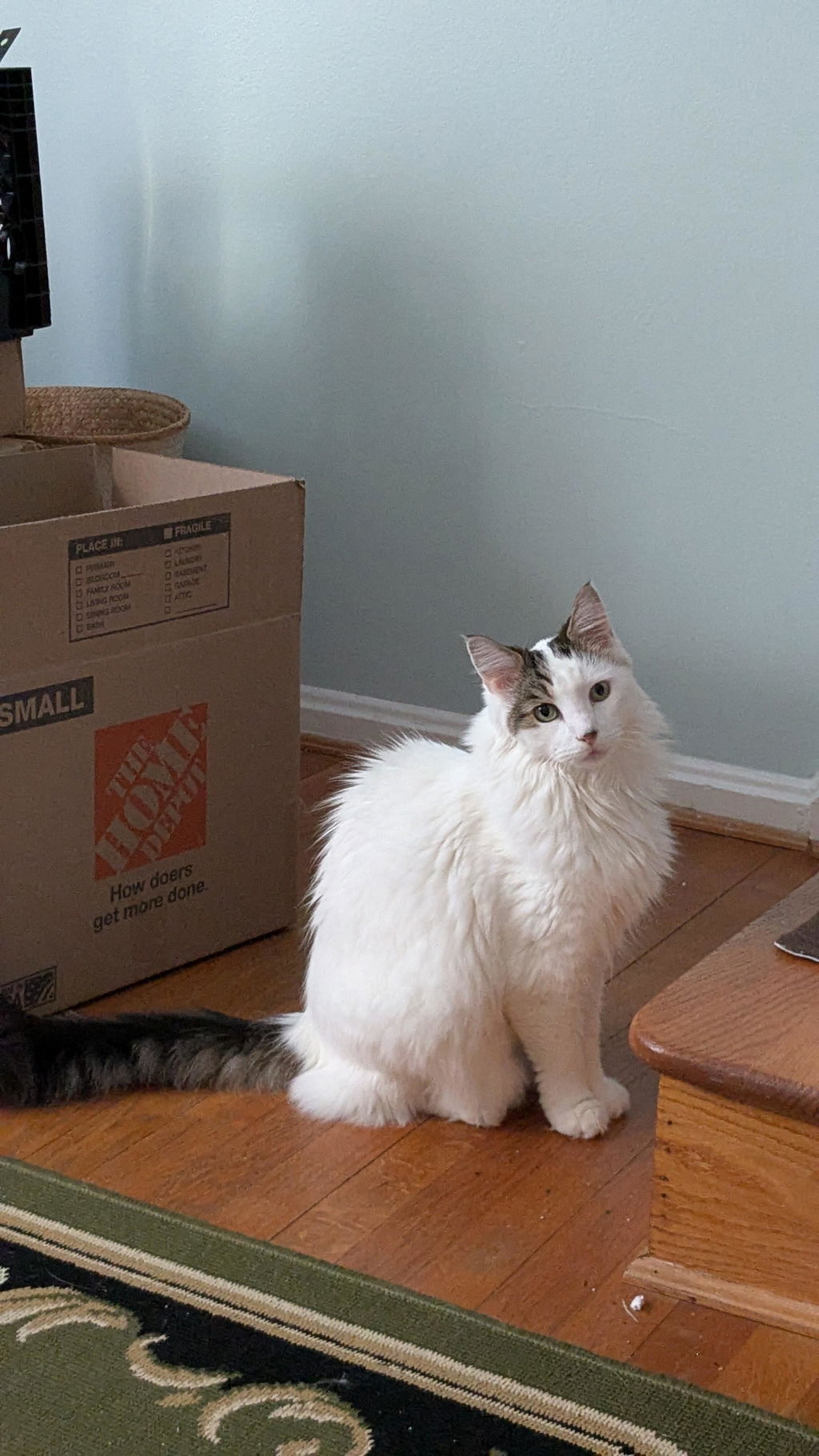 Butter Litter Box XXL (Double Extra Large)