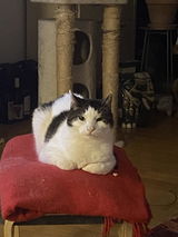 User picture