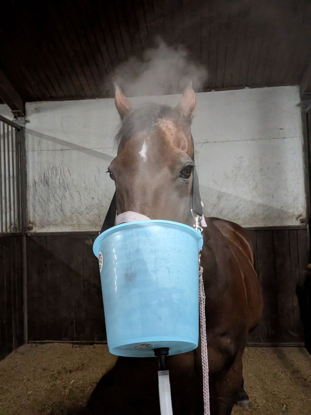 Inhalator für Pferde Equosonic Privat Starter Paket
