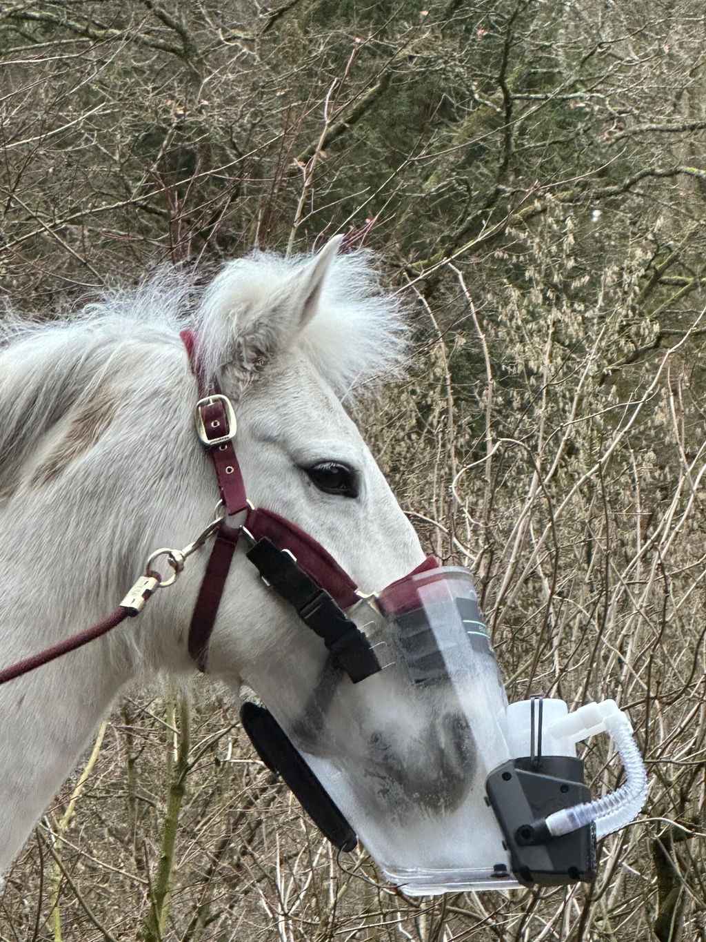 Inhalator für Pferde equosonic free Starterpaket