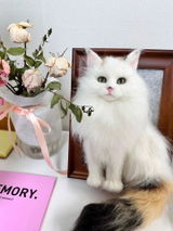 Memorpaw 3D Wool Felt Framed Pet Portrait