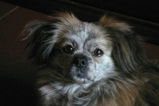 Memorpaw Custom 3D Handcrafted Layered Acrylic Pet Portrait