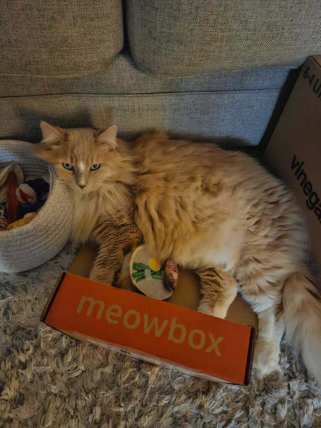 meowbox Cat Subscription Box Canada