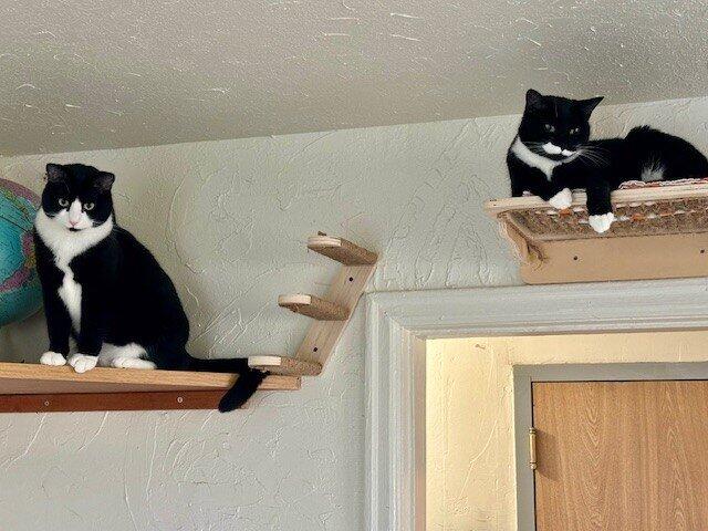 meowbox Cat Subscription Box