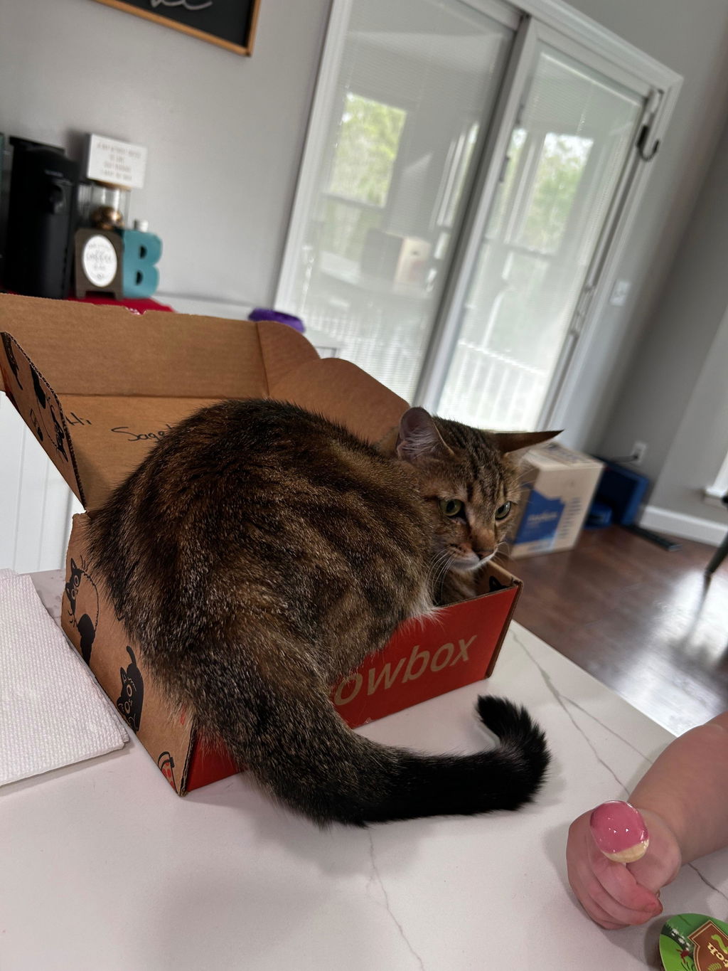 meowbox Cat Subscription Box