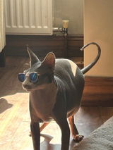 User picture