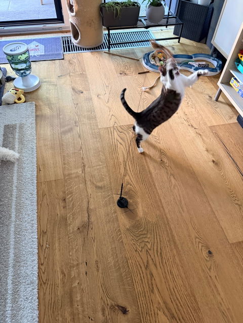 THE CRAZY CAT BOX