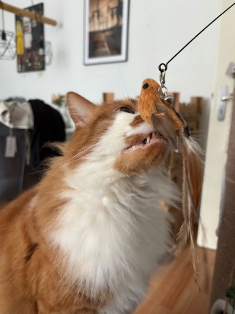THE CRAZY CAT BOX