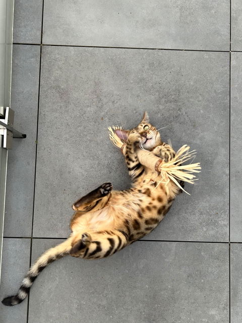 THE CRAZY CAT BOX