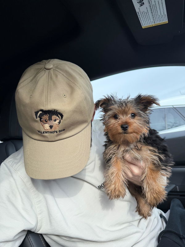 Stef Carr's embroidered pet hat