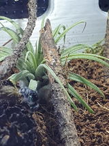 Araignée | Phidippus regius Soroa