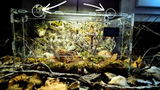 Terrarium | Terrarium terrestre 20*20*35, araignée, escargot, insecte rampant etc..