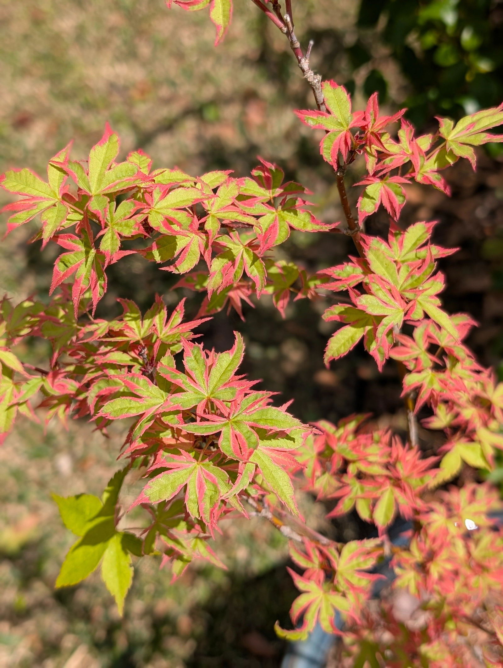 Buy Acer palmatum 'Beni shichihenge' Pink Variegated Japanese