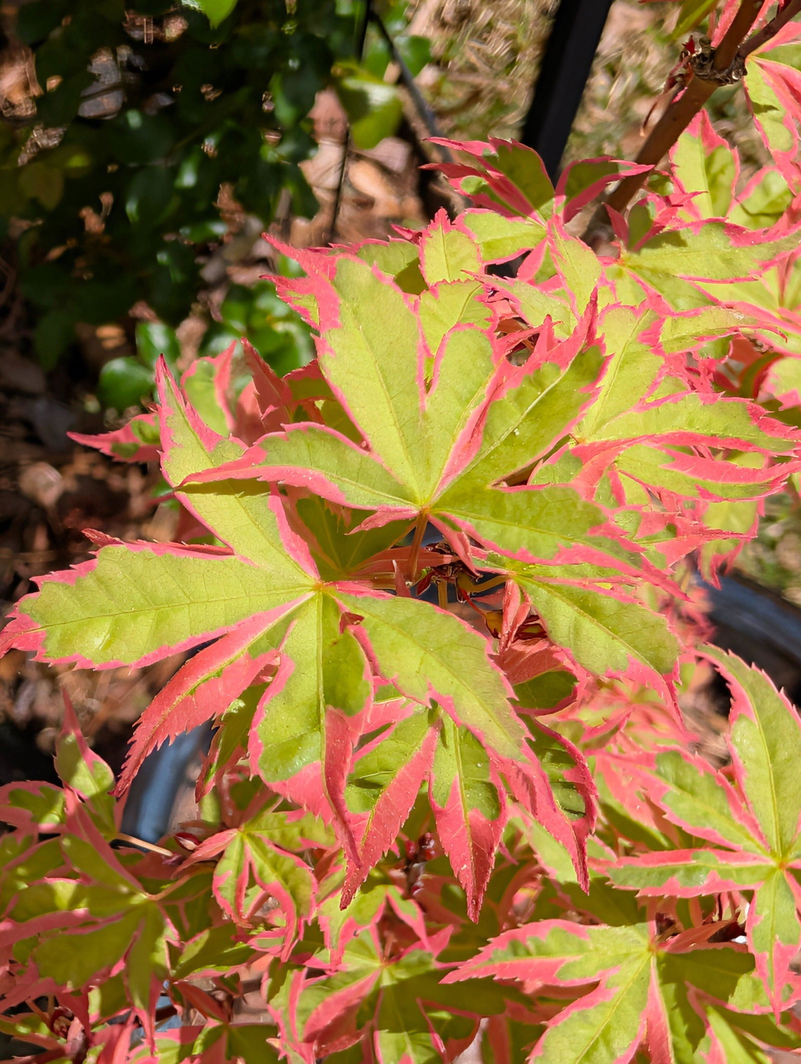Buy Acer palmatum 'Beni shichihenge' Pink Variegated Japanese