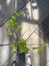 User picture