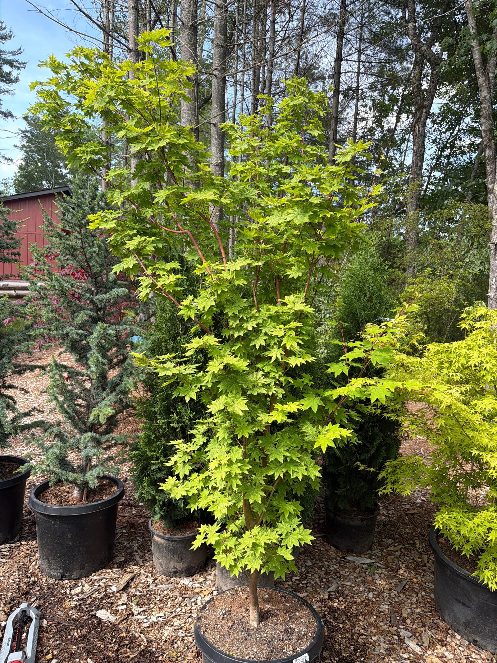 Buy Acer sieboldianum 'Kumoi nishiki' Variegated Full Moon