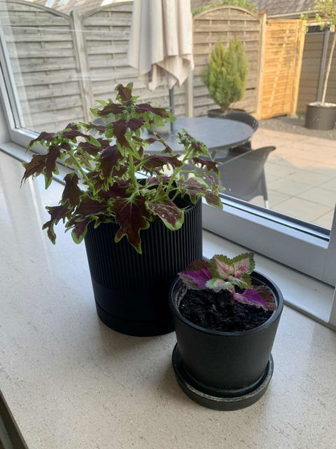 Seedling sort Ø13cm