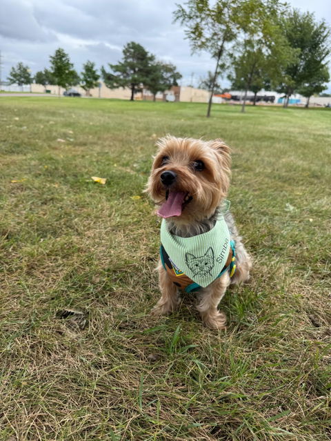 Personalized Lime Green Signature Bandana