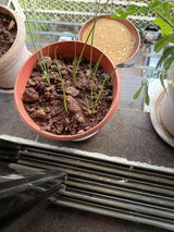 Rain Lily 'Java' (Bulbs)