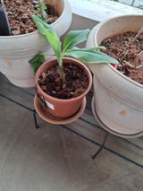 Grand Nain Banana Tissue Culture Plant