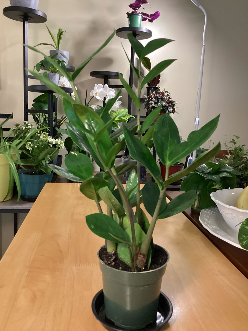 ZZ Plant