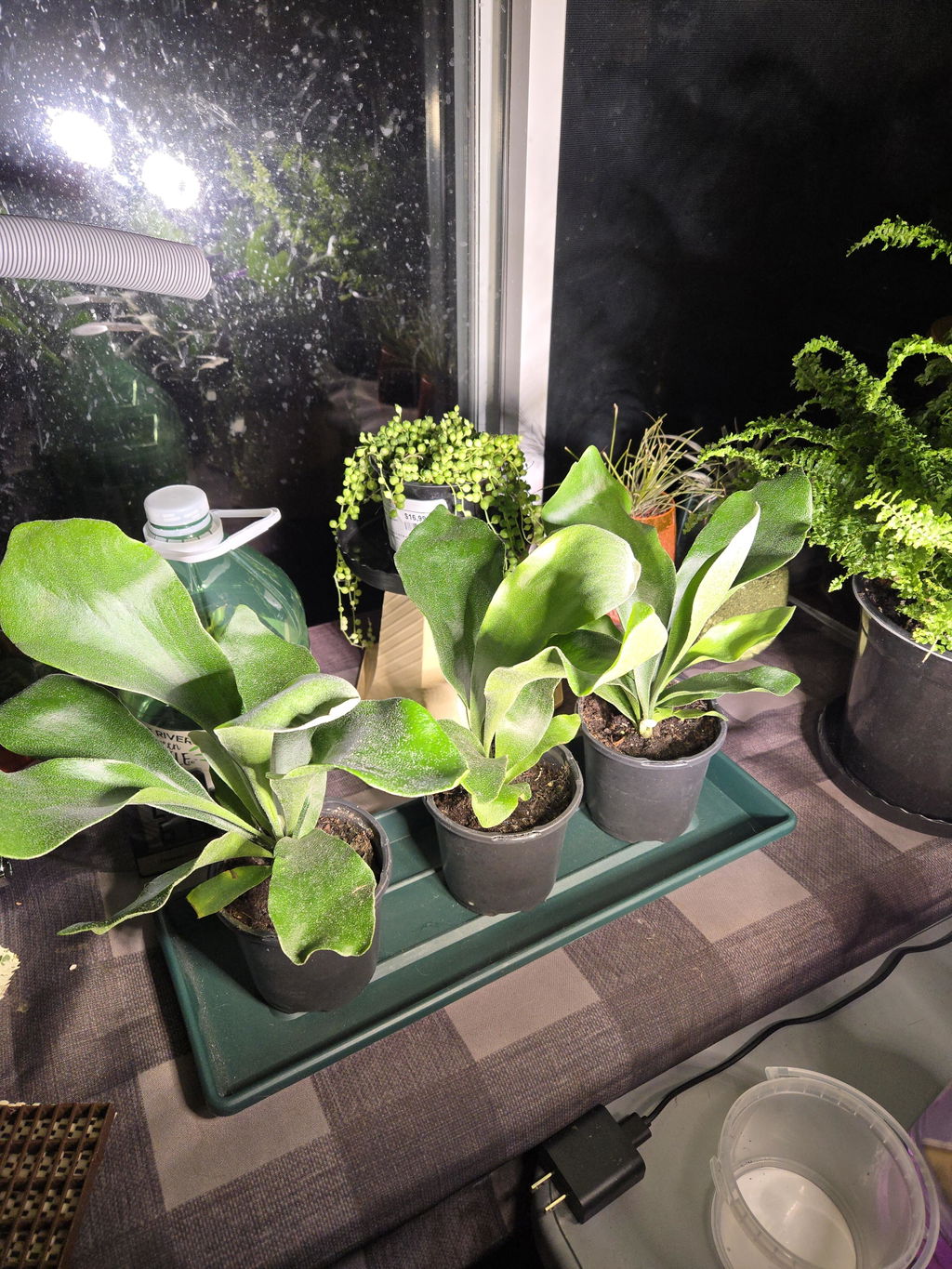 Staghorn Fern