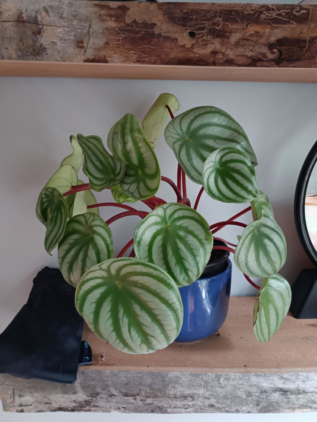 Peperomia Watermelon
