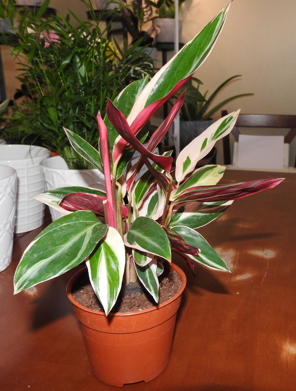 Stromanthe Triostar