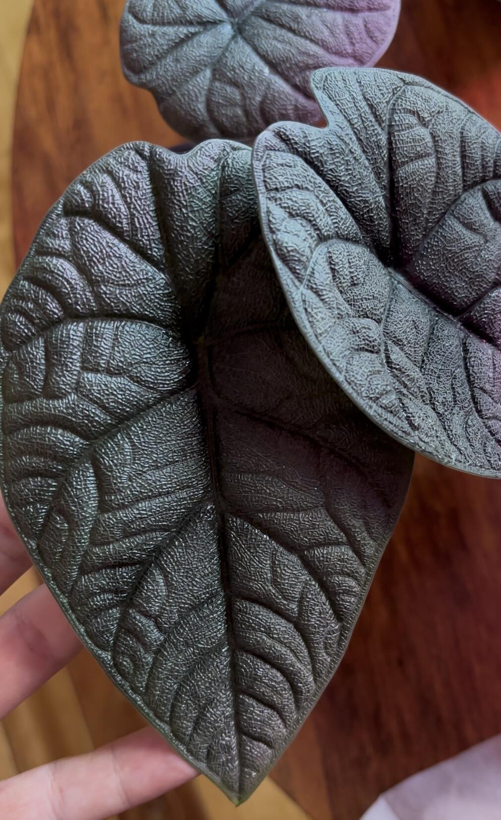 Alocasia Melo
