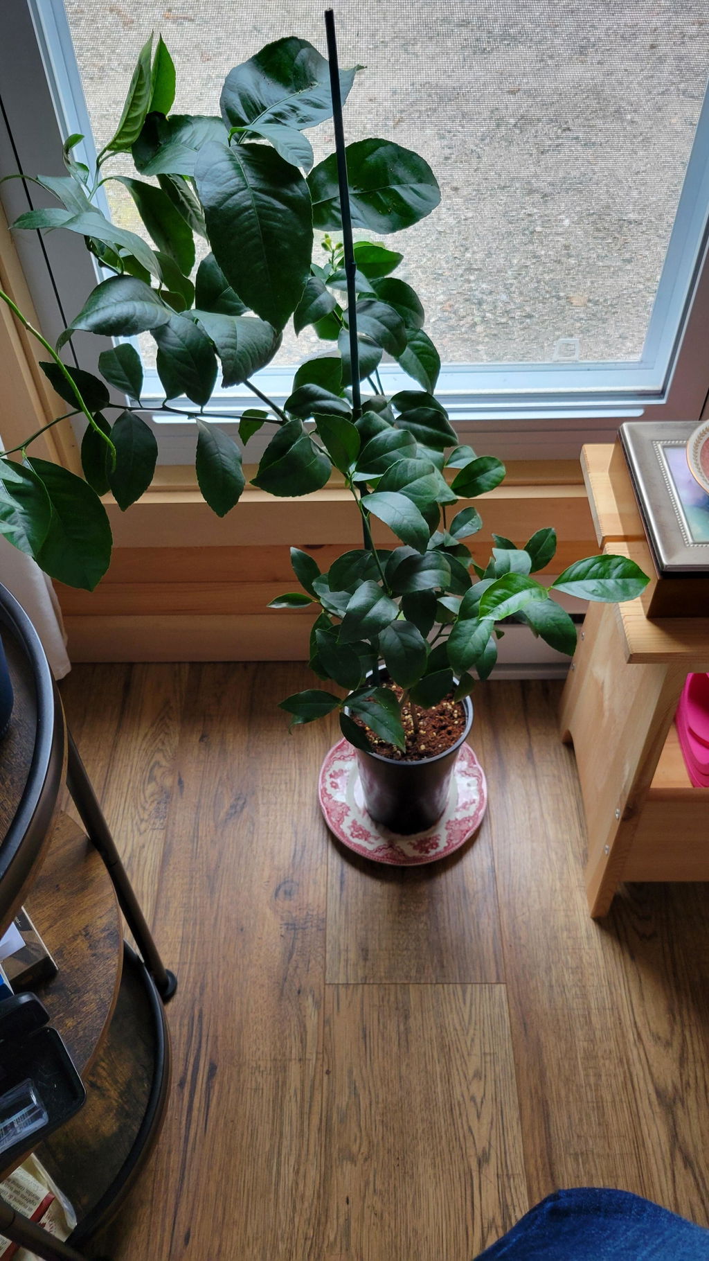 Citrus Meyer Lemon