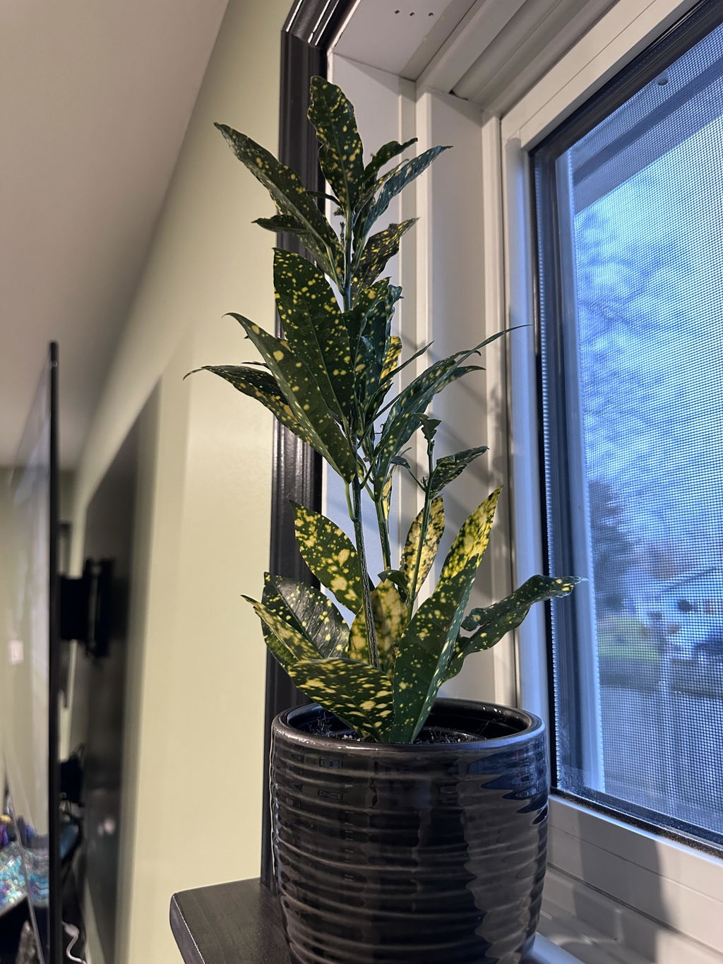 Mygreenscape | Buy Plants Online