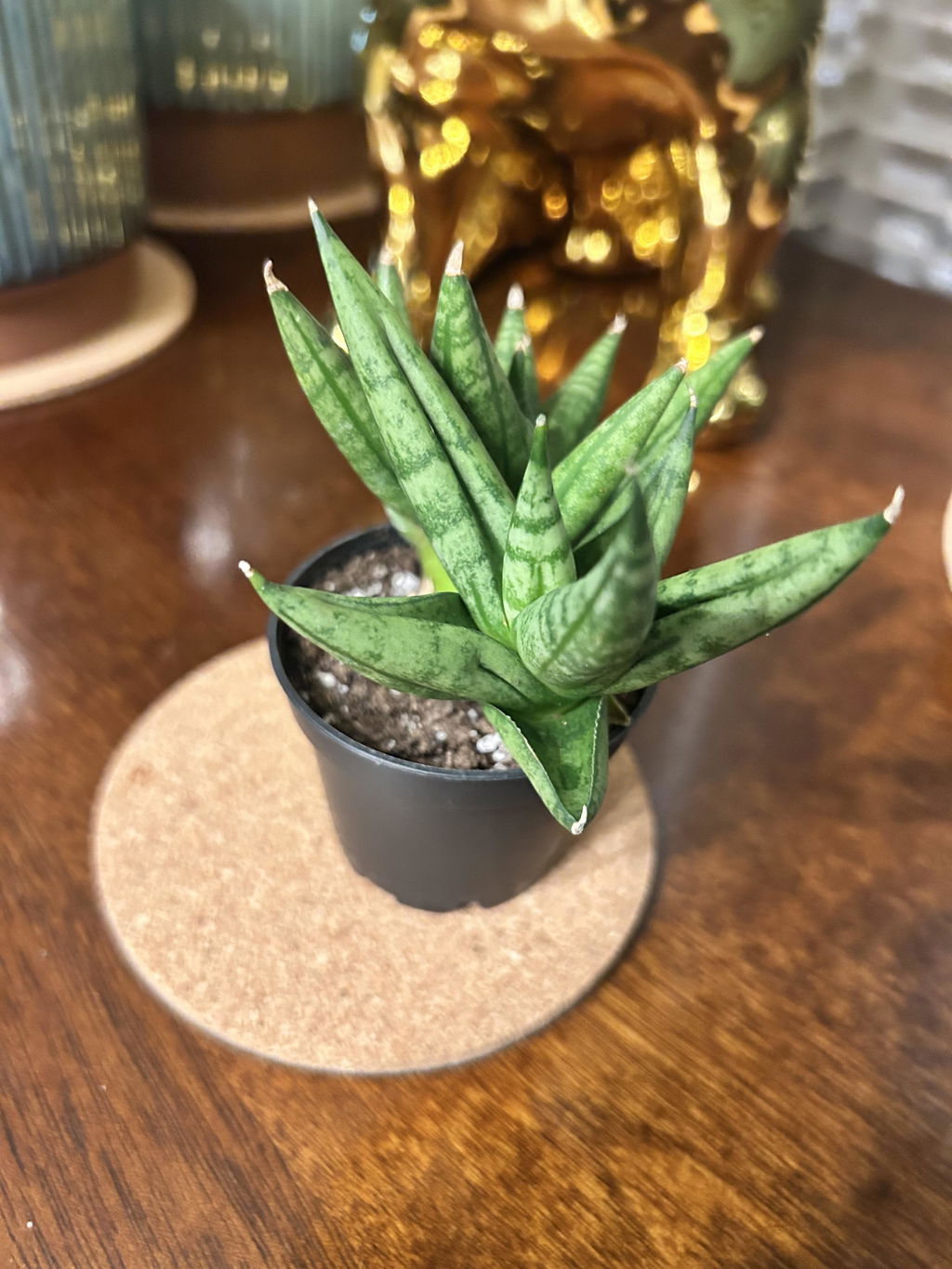 Sansevieria Ming Manee | Low Maintenance Snake Plant
