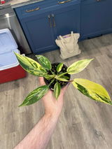 User picture