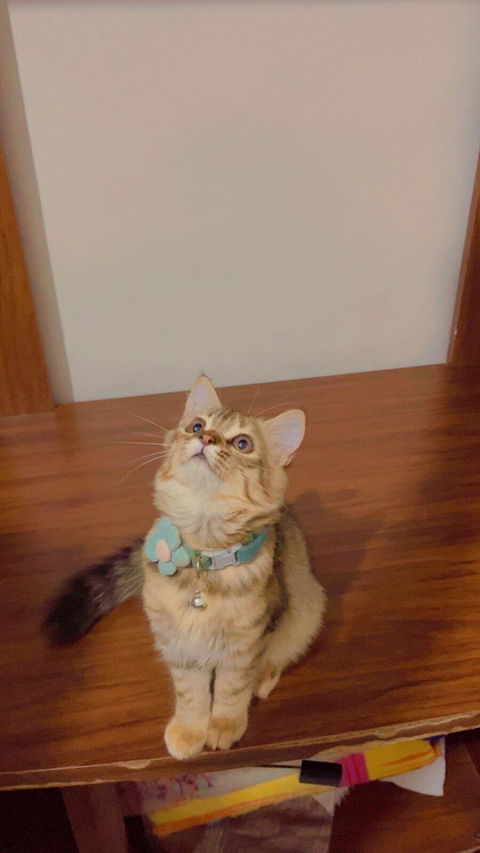 Pet Grooming Brush