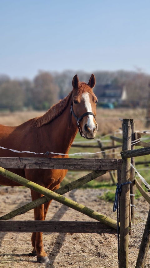 Equibalance GastricRelieve